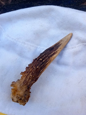 fragment corn