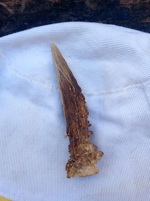 fragment corn