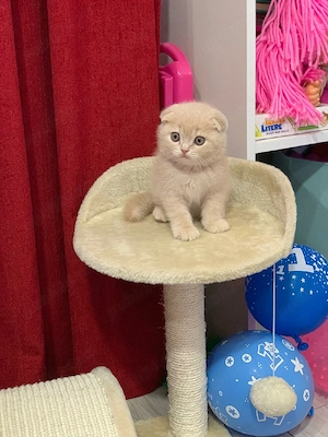 baietel scottish fold! Asigur transport!