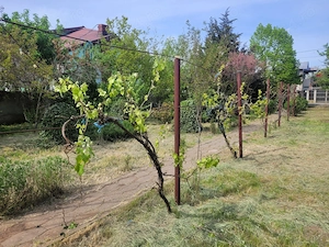 Casa Urziceni de vanzare  - imagine 8