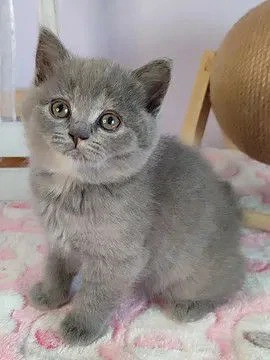 British shorthair blu,asigur transport!