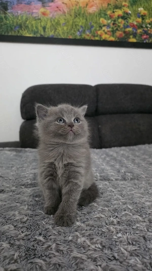 Pisicuțe British Shorthair Blue  - imagine 5