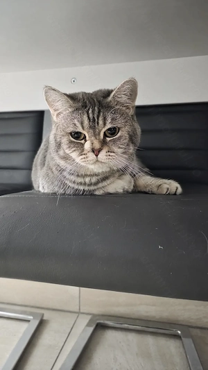 Motan British Shorthair Tabby