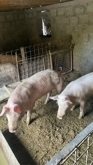 Vand porci 