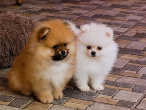 Pomeranian mini toy roscat sable si alb cu pedigree Fci - imagine 2