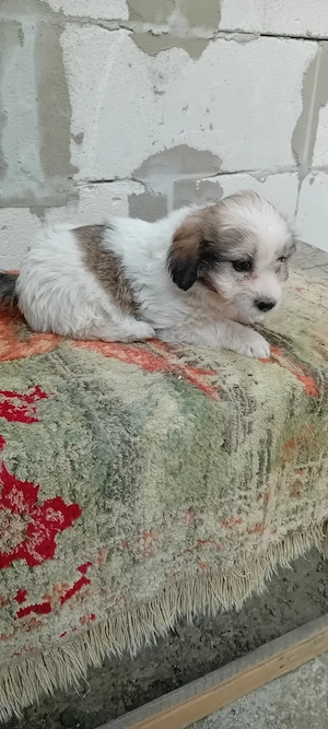 fetita bichon havanez 