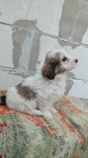 fetita bichon havanez  - imagine 3