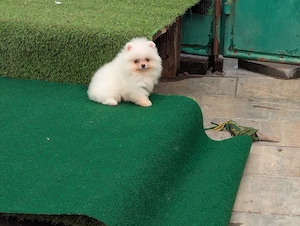 Pomeranian mini toy roscat sable si alb cu pedigree Fci - imagine 3