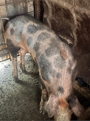 vier si 3 scrofite de prasila 
