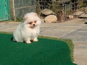 Pomeranian mini toy roscat sable si alb cu pedigree Fci - imagine 4