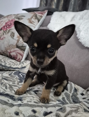 Băiețel Chihuahua 