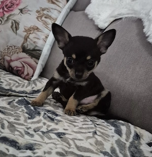 Băiețel Chihuahua  - imagine 2