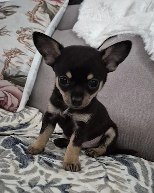 Băiețel Chihuahua  - imagine 3