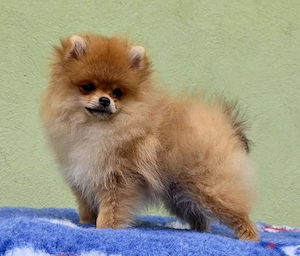 Pomeranian mini toy roscat sable si alb cu pedigree Fci - imagine 5