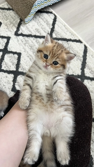 Motănei British Golden Tabby 