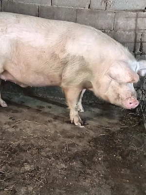 Vând porc la 350kg - imagine 3