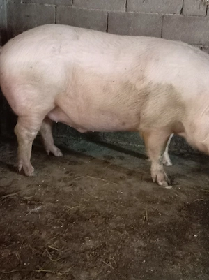 Vând porc la 350kg - imagine 2