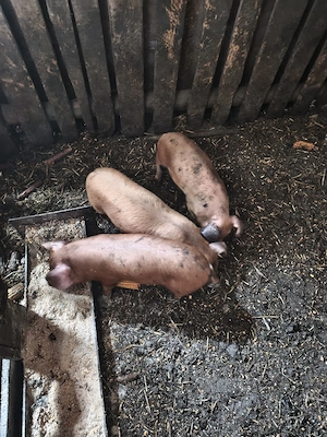 purcei duroc cu landrace 