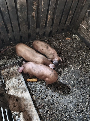purcei duroc cu landrace  - imagine 2