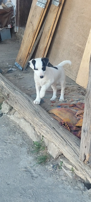 Jack russell terier 