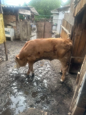 Vand vitel baltat si grasuni