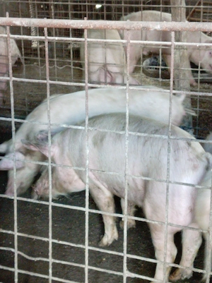 Porci la 45-100kg