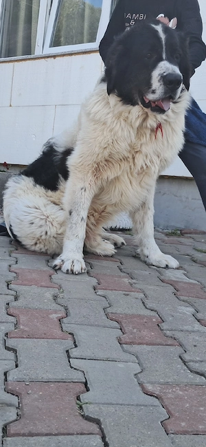 mascul de 4 ani