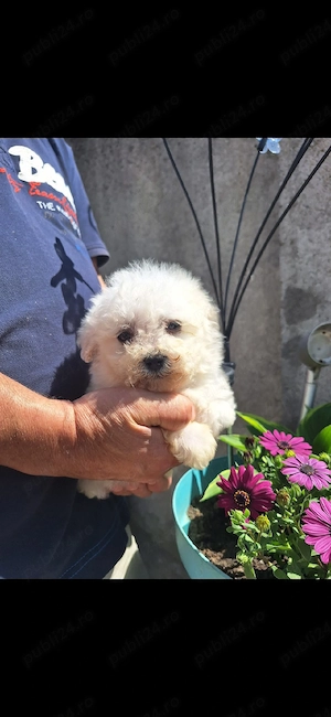 catel bichon