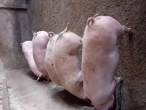 Porci de vanzare........ - imagine 2