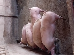 Porci de vanzare........ - imagine 3
