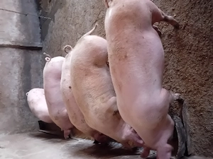 Porci de vanzare........