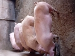 Porci de vanzare........ - imagine 5