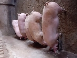 Porci de vanzare........ - imagine 4