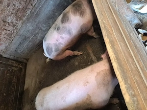 Vând porci rasa de carne 