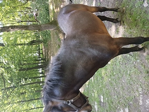 Ponei talie mare