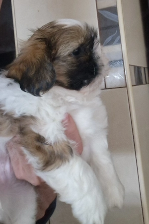 Fetita rasa Shih-tzu rasa pura - imagine 5