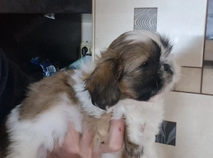 Fetita rasa Shih-tzu rasa pura - imagine 2