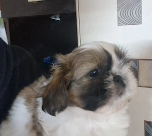 Fetita rasa Shih-tzu rasa pura - imagine 4