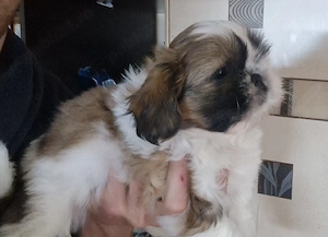 Fetita rasa Shih-tzu rasa pura - imagine 3