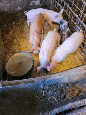 Purcei de 6 saptamani de vanzare