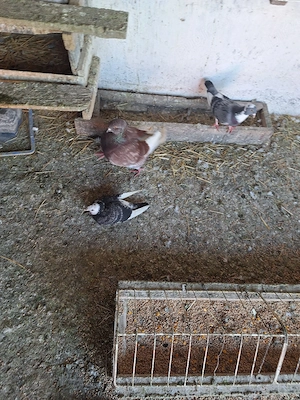 porumbei disponibili