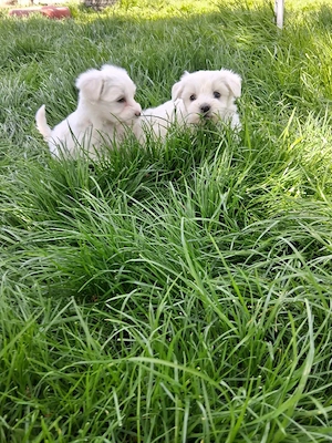 Pui Bichon maltez  - imagine 2