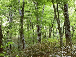 Vand Padure judet Arges 2.75 ha