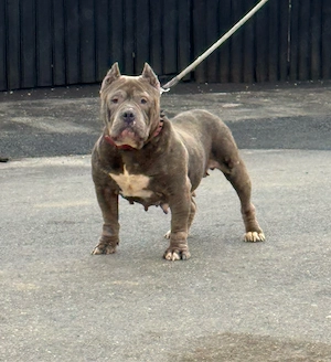 femela american bully