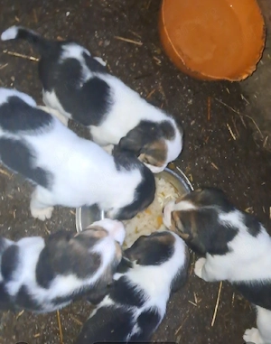 Cățeluși Beagle