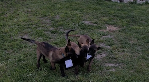Ciobănesc belgian malinois cu certificat pedigree 
