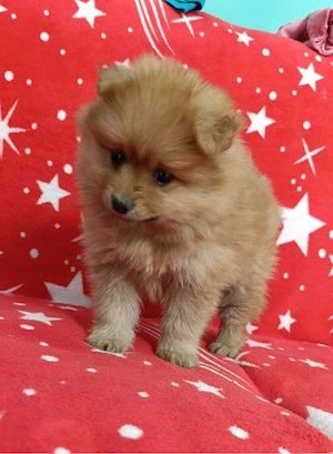 baietel pomeranian 7 sapt  - imagine 2