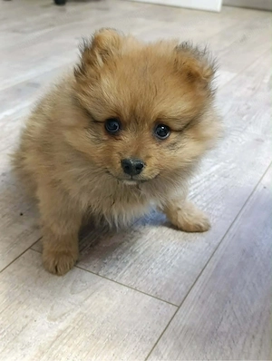 baietel pomeranian 7 sapt 