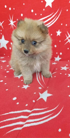 baietel pomeranian 7 sapt  - imagine 3