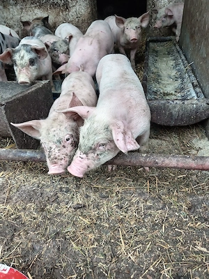 Vind porci mici si mari 